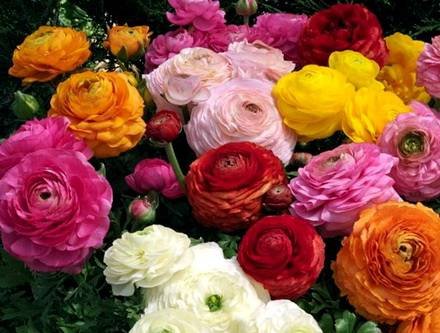 Ranunculus12