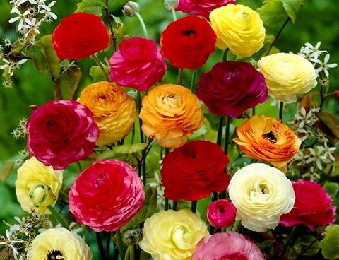 Ranunculus13