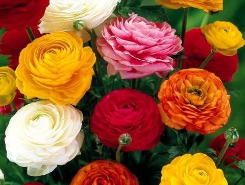 Ranunculus14