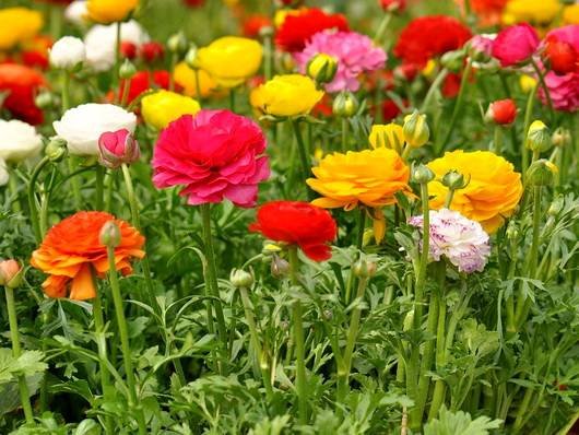 Ranunculus15