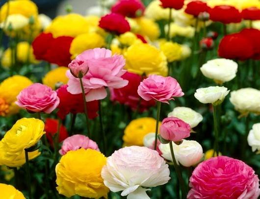 Ranunculus16