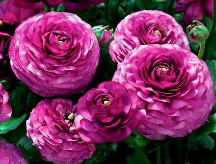 Ranunculus2