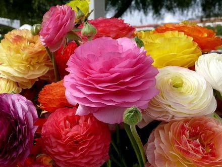 Ranunculus3