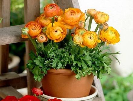 Ranunculus4