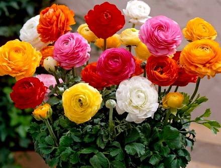 Ranunculus5