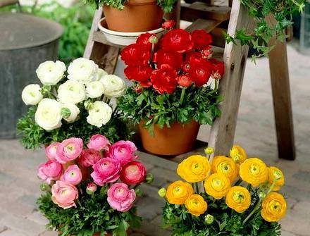 Ranunculus6