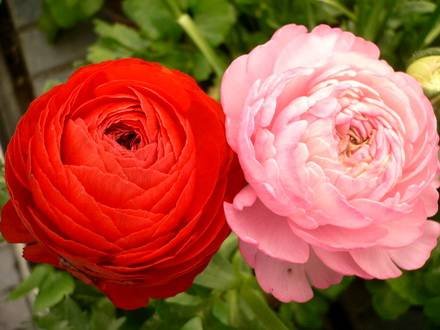 Ranunculus7