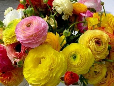 Ranunculus8