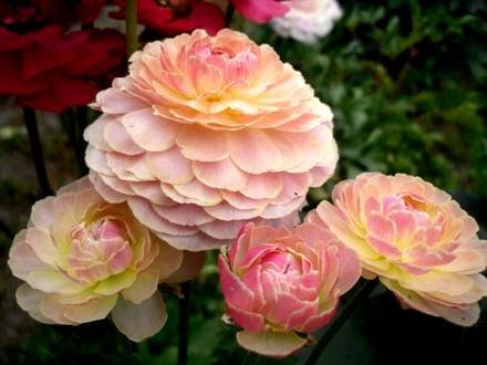 Ranunculus9