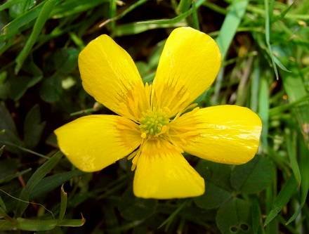 RanunculusAcris