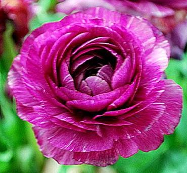 RanunculusAvivPurple