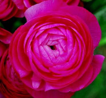 RanunculusAvivRose