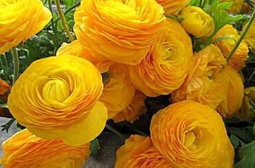 RanunculusBloomingdale