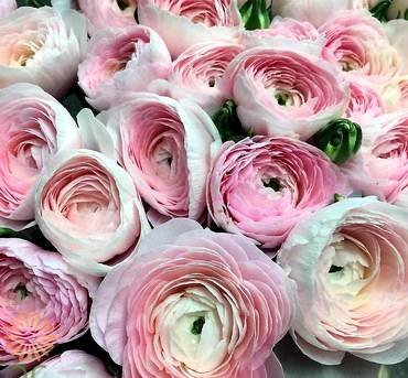 RanunculusClooneyPink