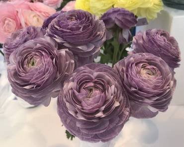 RanunculusEleganceMalva