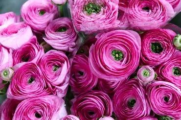 RanunculusLightPink