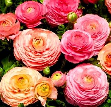 RanunculusMagicPink