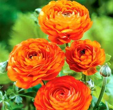 RanunculusOrange