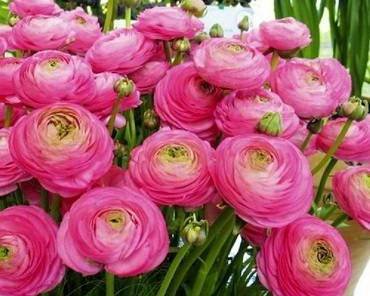 RanunculusPink