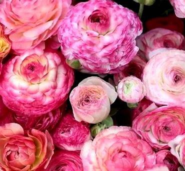RanunculusPinkPicotee