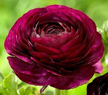 RanunculusPurple