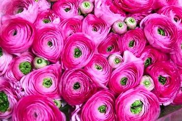 RanunculusRosado