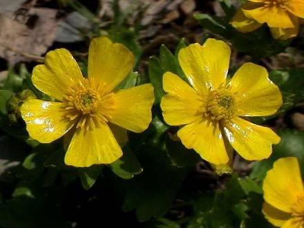 RanunculusSulphureus