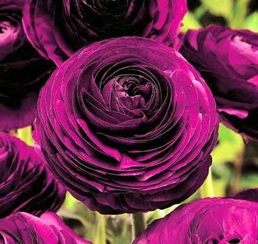 RanunculusViolet