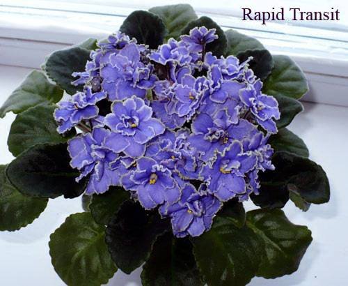 RapidTransit5