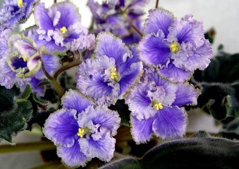 РасколотоеНебо1