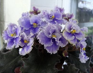 РасколотоеНебо2