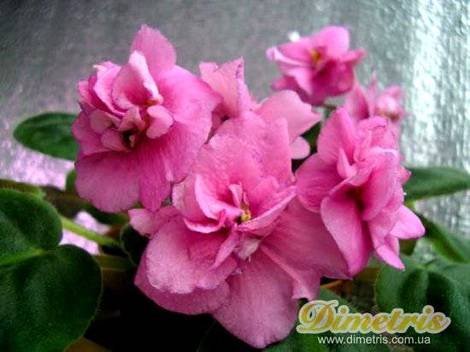 RaspberryRose1