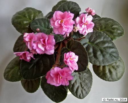 RaspberryRose4