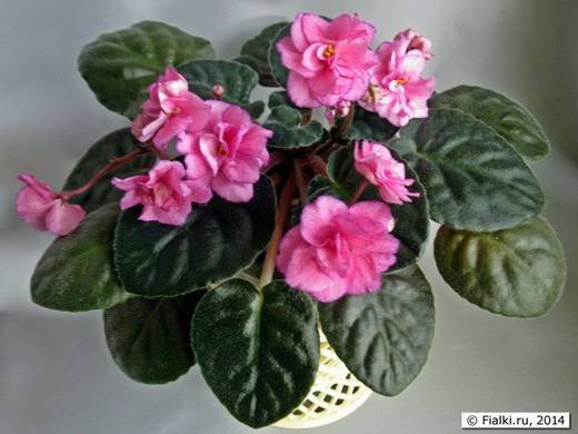 RaspberryRose5