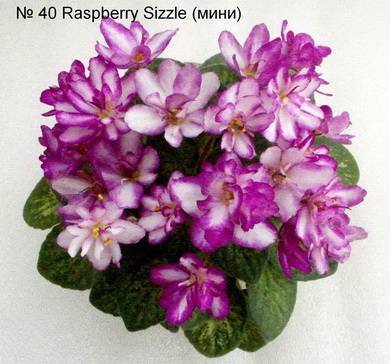 RaspberrySizzle4