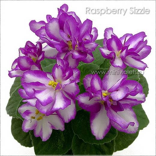 RaspberrySizzle6