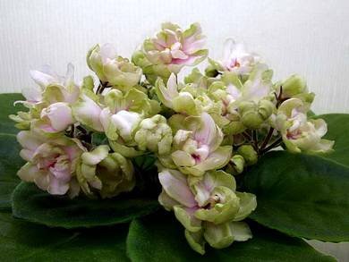 РайскиеЯблочки5