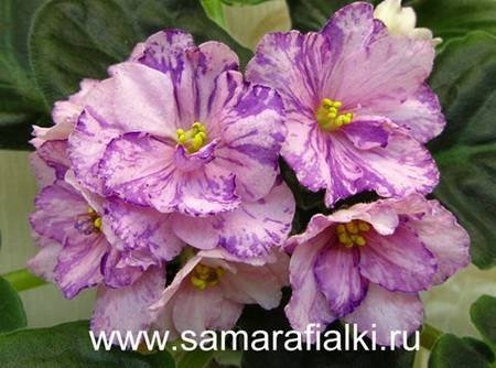 РайскийСад4