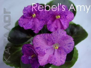 RebelsAmy2
