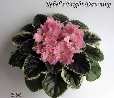 RebelsBrightDawning4