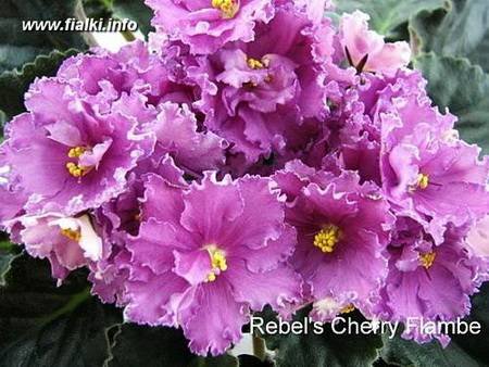 Rebel'sCherryFlambe4