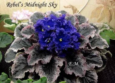 RebelsMidnightSky2