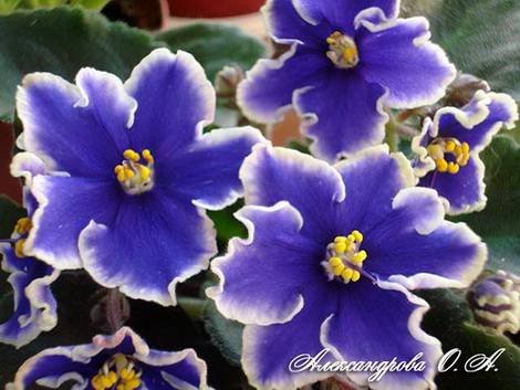 Rebel'sNightBreezes1