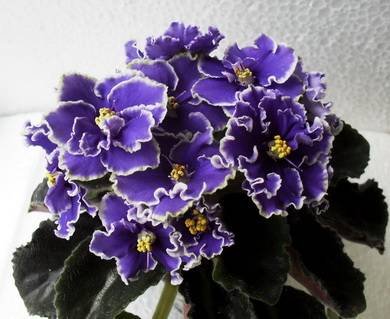 Rebel'sNightBreezes3