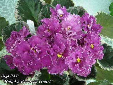 Rebel'sRestlessHeart7
