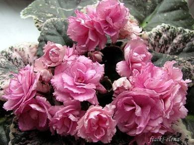 Rebel'sRoseBud2