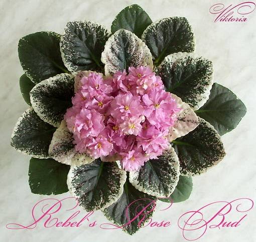 Rebel'sRoseBud5