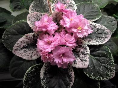 Rebel'sRoseBud8