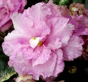 Rebel'sRoseBud9