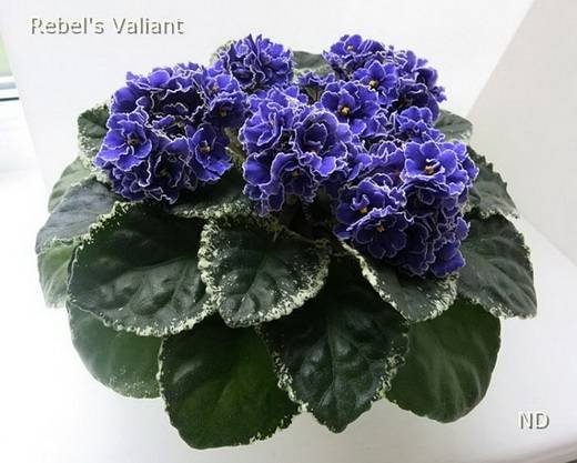 Rebel'sValiant5